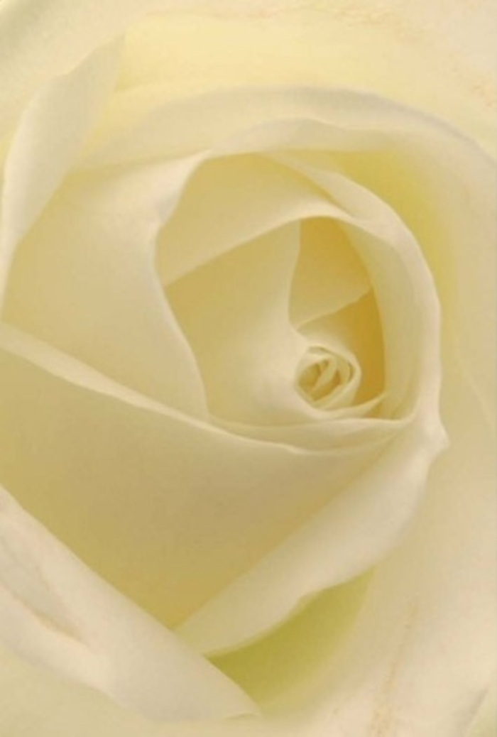 From the closest vantage, the layers of this classic white rose appear almost otherworldly in their smooth, creamy transitions. The interplay of soft whites and gentle ivory seems to hold its own inner glow-much like the tranquil ambiance found in Beckenham's quiet gardens and green spaces. Each petal is meticulously arranged, spiraling toward a centre that embodies purity and strength. In the skilled hands of local florists, such a rose becomes more than ornamental; it's transformed into a heartfelt message, whether as a centrepiece at a Beckenham wedding, an apology delivered to a loved one, or a dignified tribute at a community service. The composition balances subtle shadows and highlights, adding sophistication and an emotional depth that quietly commands attention. There's a sense of serene stillness, accompanied by the imagined scent of the bloom-clean, light, and evocative of peaceful afternoons spent in Beckenham's cherished parks. Receiving this rose, lovingly crafted and delivered across the area, is an experience that lingers, offering comfort and grace for any occasion requiring genuine connection.